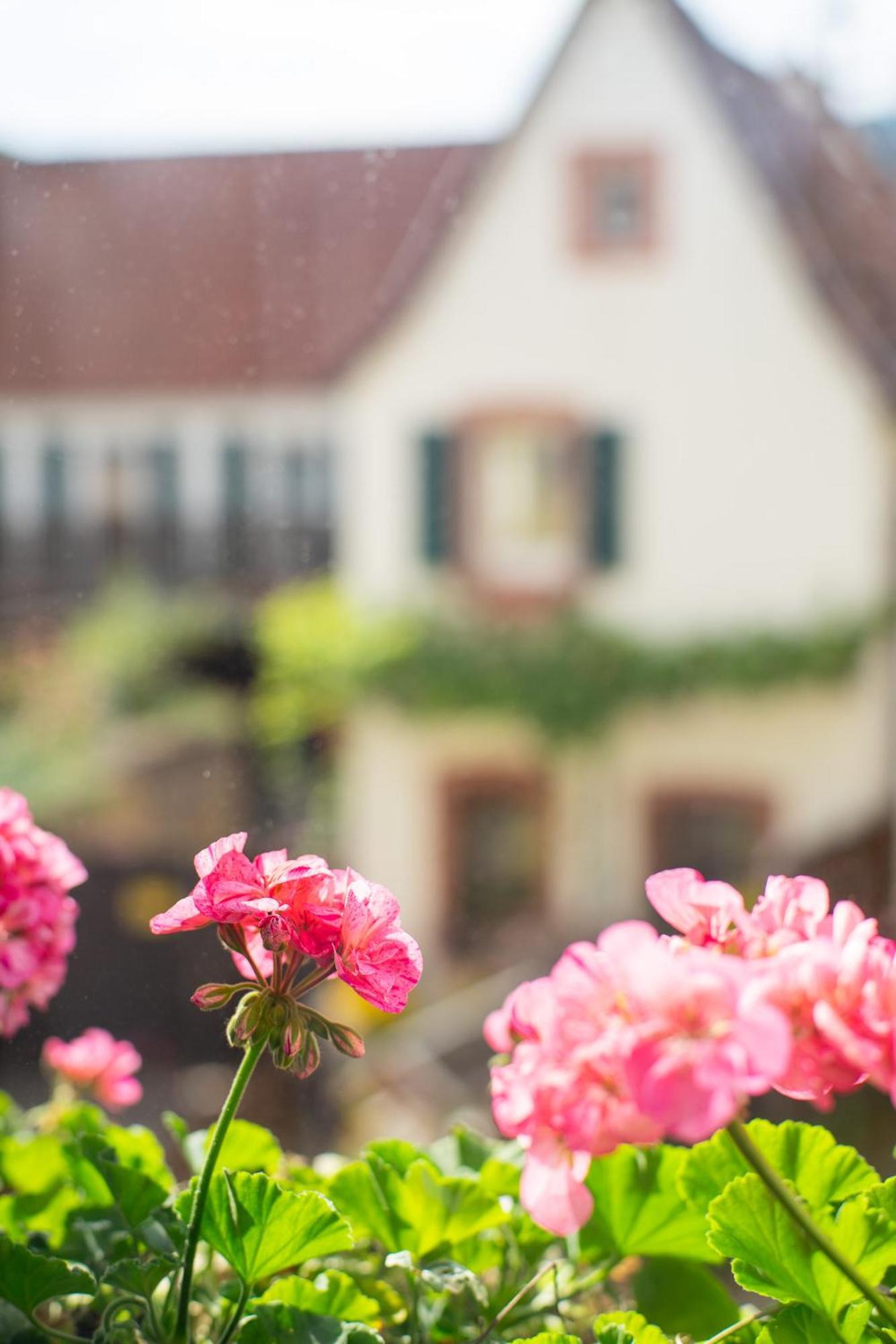 Weinstrasse No 8 "Einfach-Gut-Uebernachten" ラインスヴァイラー エクステリア 写真
